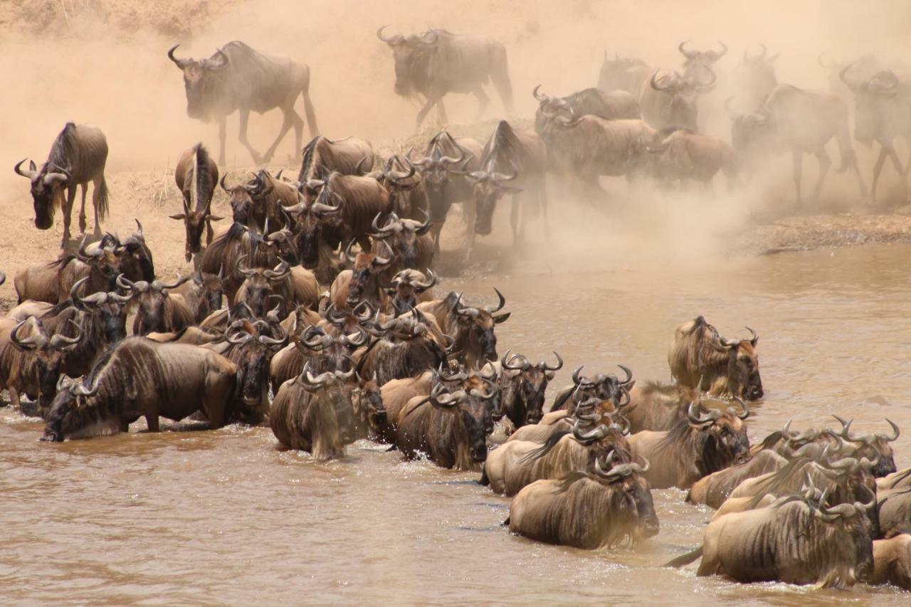 Gnu Mara River Camp Serengeti Esterno foto